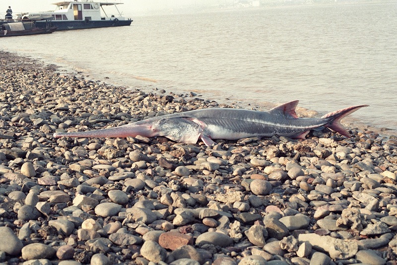 Chinese Paddlefish